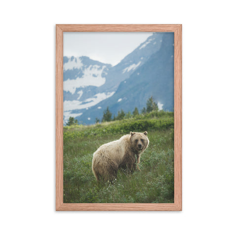 Glacier Grizzly - 12x18 Framed